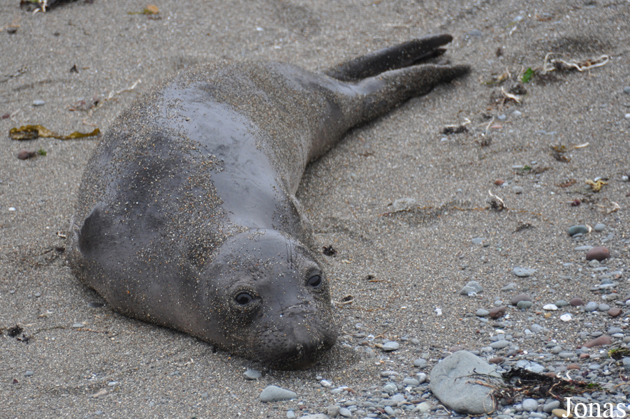 Piedras Blancas Elephant Seal Rookery