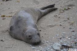 Piedras Blancas Elephant Seal Rookery