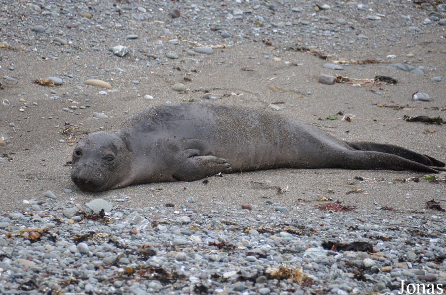 Piedras Blancas Elephant Seal Rookery
