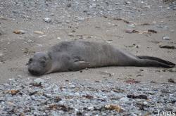 Piedras Blancas Elephant Seal Rookery
