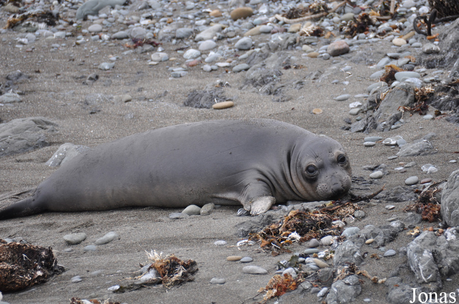 Piedras Blancas Elephant Seal Rookery