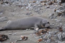 Piedras Blancas Elephant Seal Rookery