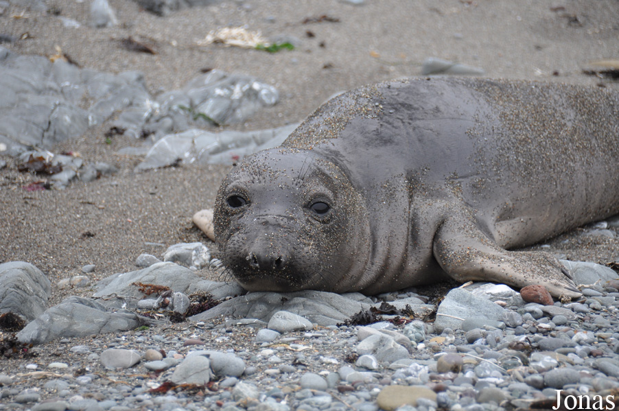 Piedras Blancas Elephant Seal Rookery