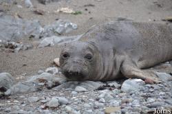Piedras Blancas Elephant Seal Rookery