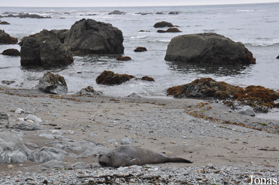 Piedras Blancas Elephant Seal Rookery