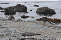 Piedras Blancas Elephant Seal Rookery