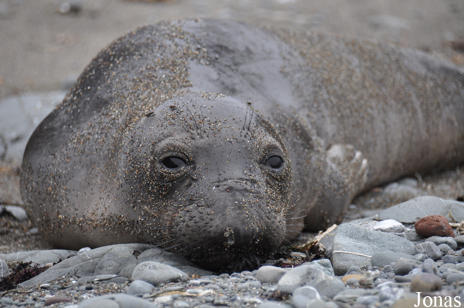 Piedras Blancas Elephant Seal Rookery
