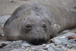 Piedras Blancas Elephant Seal Rookery