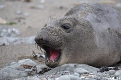 Piedras Blancas Elephant Seal Rookery