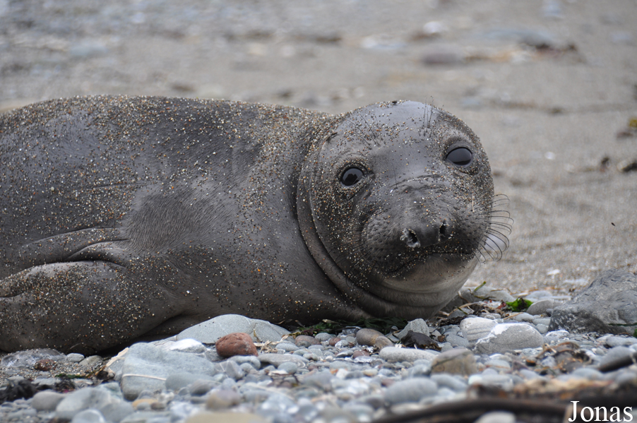 Piedras Blancas Elephant Seal Rookery