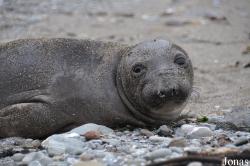 Piedras Blancas Elephant Seal Rookery
