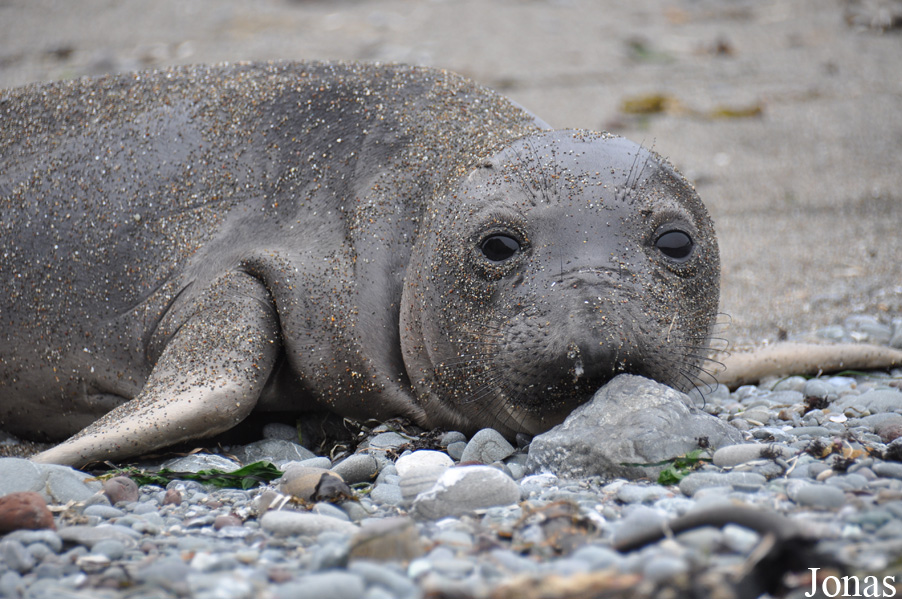 Piedras Blancas Elephant Seal Rookery
