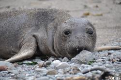 Piedras Blancas Elephant Seal Rookery