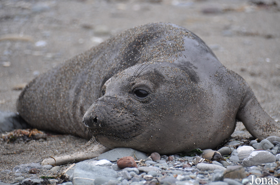 Piedras Blancas Elephant Seal Rookery