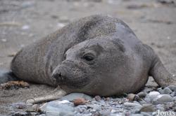 Piedras Blancas Elephant Seal Rookery