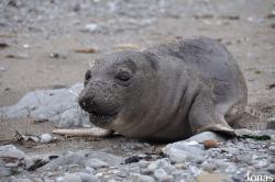 Piedras Blancas Elephant Seal Rookery