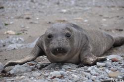 Piedras Blancas Elephant Seal Rookery