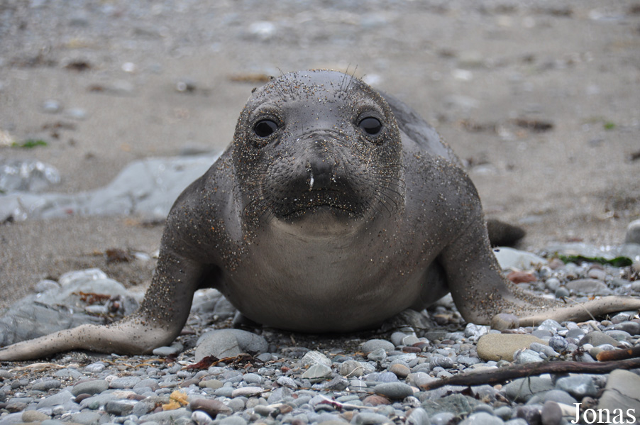 Piedras Blancas Elephant Seal Rookery
