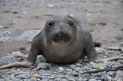 Piedras Blancas Elephant Seal Rookery