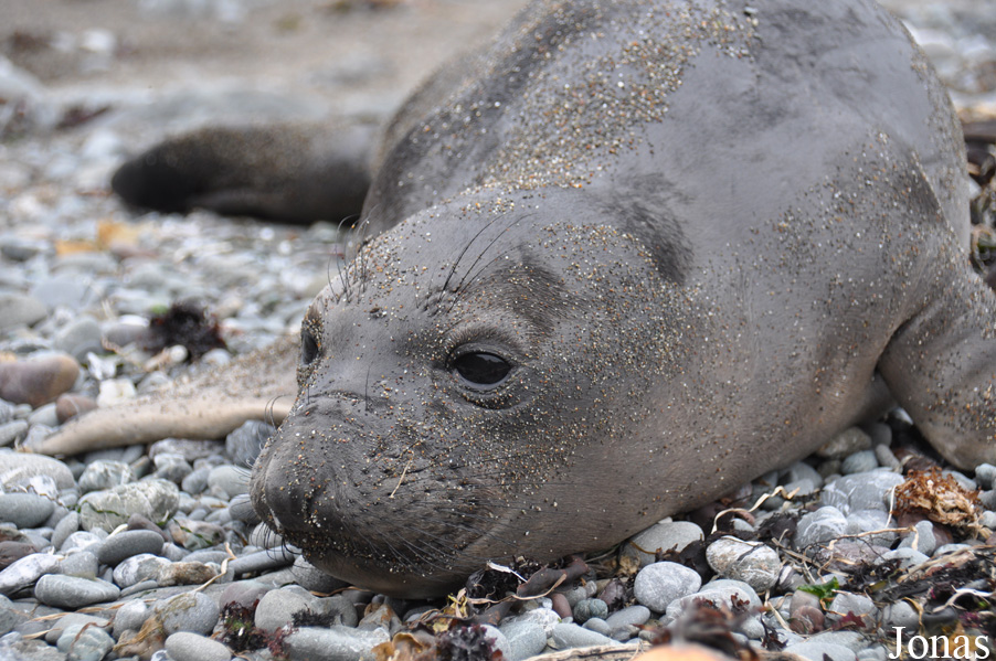 Piedras Blancas Elephant Seal Rookery