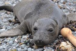 Piedras Blancas Elephant Seal Rookery