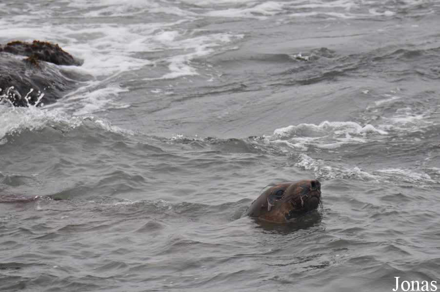 Piedras Blancas Elephant Seal Rookery