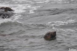 Piedras Blancas Elephant Seal Rookery