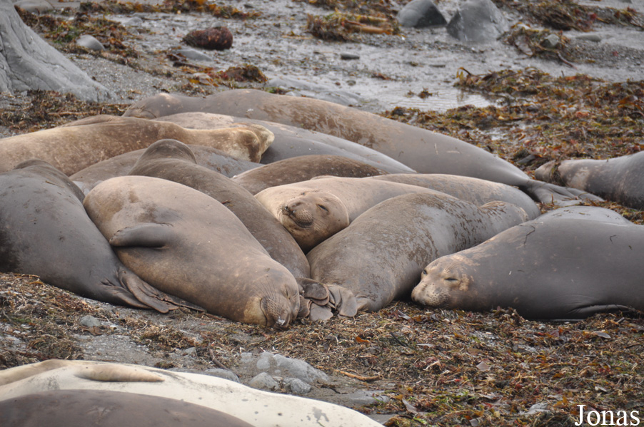 Piedras Blancas Elephant Seal Rookery