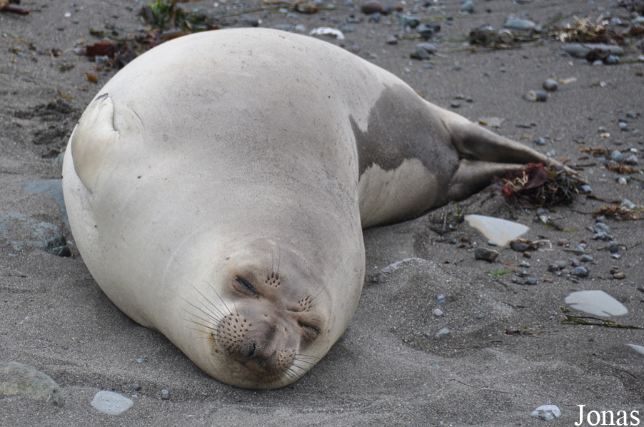 Piedras Blancas Elephant Seal Rookery
