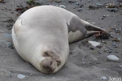 Piedras Blancas Elephant Seal Rookery