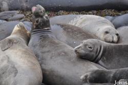 Piedras Blancas Elephant Seal Rookery