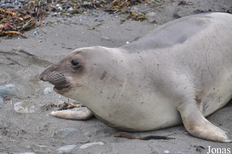 Piedras Blancas Elephant Seal Rookery