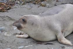 Piedras Blancas Elephant Seal Rookery