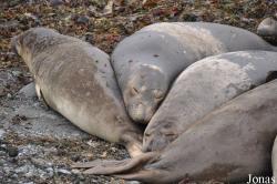 Piedras Blancas Elephant Seal Rookery