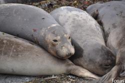 Piedras Blancas Elephant Seal Rookery