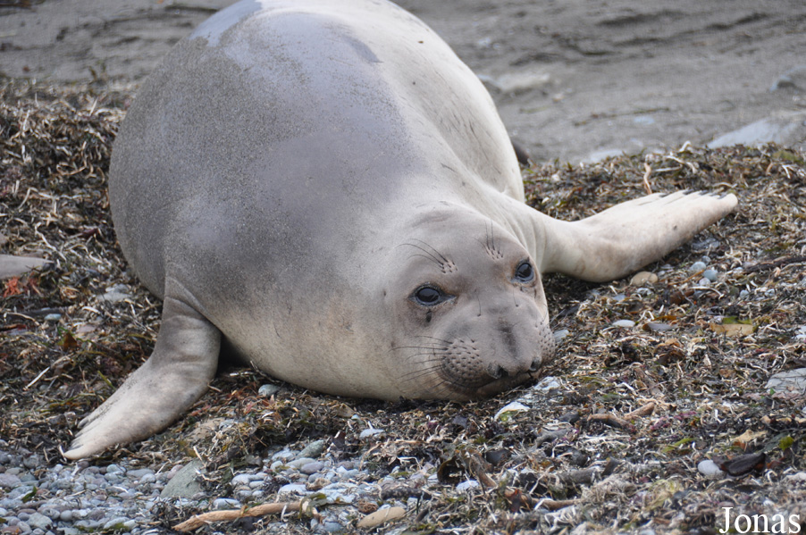 Piedras Blancas Elephant Seal Rookery