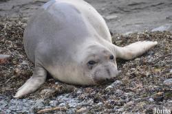 Piedras Blancas Elephant Seal Rookery