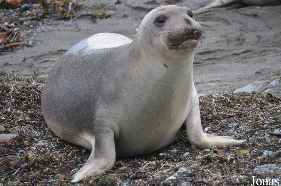 Piedras Blancas Elephant Seal Rookery