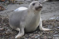 Piedras Blancas Elephant Seal Rookery