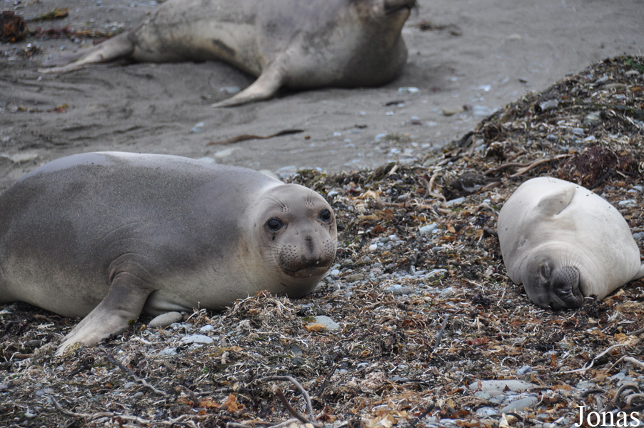 Piedras Blancas Elephant Seal Rookery
