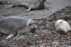 Piedras Blancas Elephant Seal Rookery