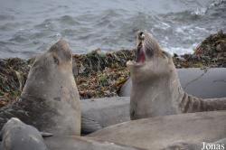 Piedras Blancas Elephant Seal Rookery