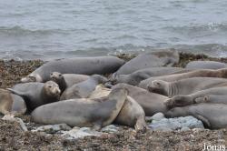 Piedras Blancas Elephant Seal Rookery