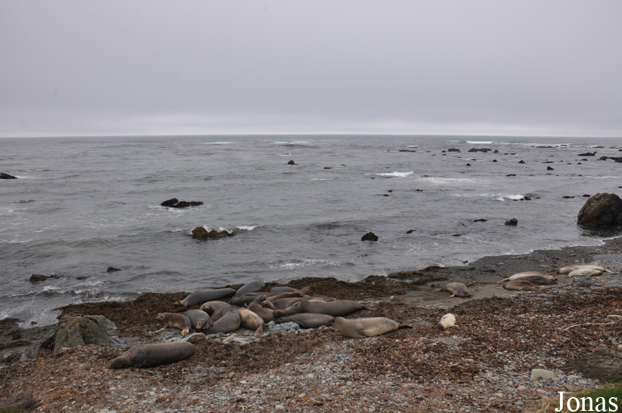 Piedras Blancas Elephant Seal Rookery