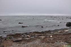 Piedras Blancas Elephant Seal Rookery