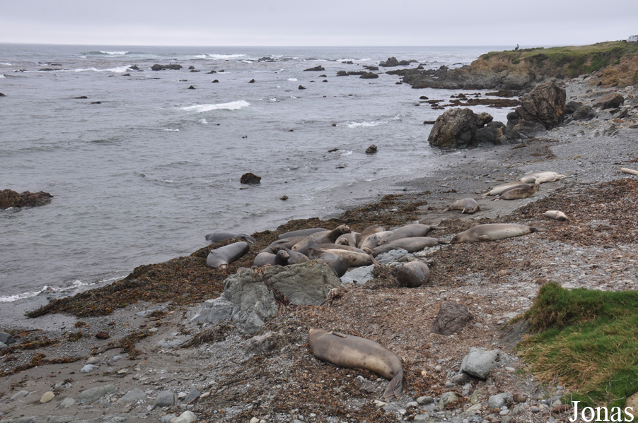 Piedras Blancas Elephant Seal Rookery