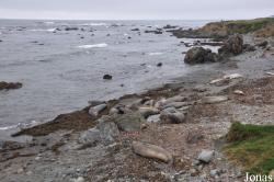 Piedras Blancas Elephant Seal Rookery