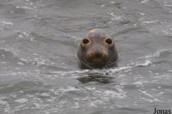 Piedras Blancas Elephant Seal Rookery