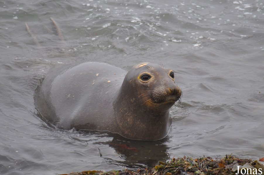 Piedras Blancas Elephant Seal Rookery