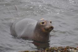 Piedras Blancas Elephant Seal Rookery